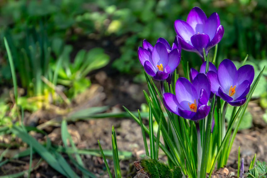 Bulbi del crocus in terra.