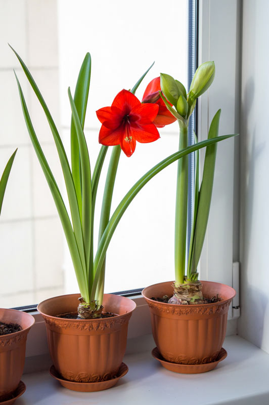 Amaryllis Ippeastro in vaso.