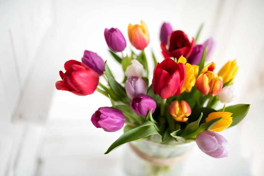 tulipani in un vaso per decorare casa