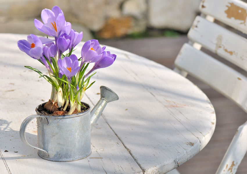 Fiori crocus in un vaso vintage.