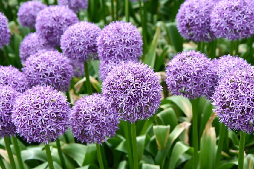 Allium