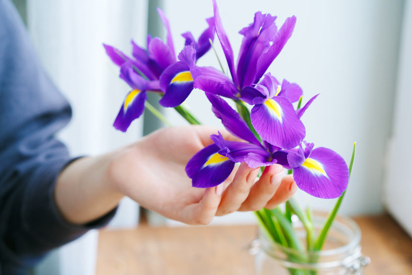 Iris in vaso.