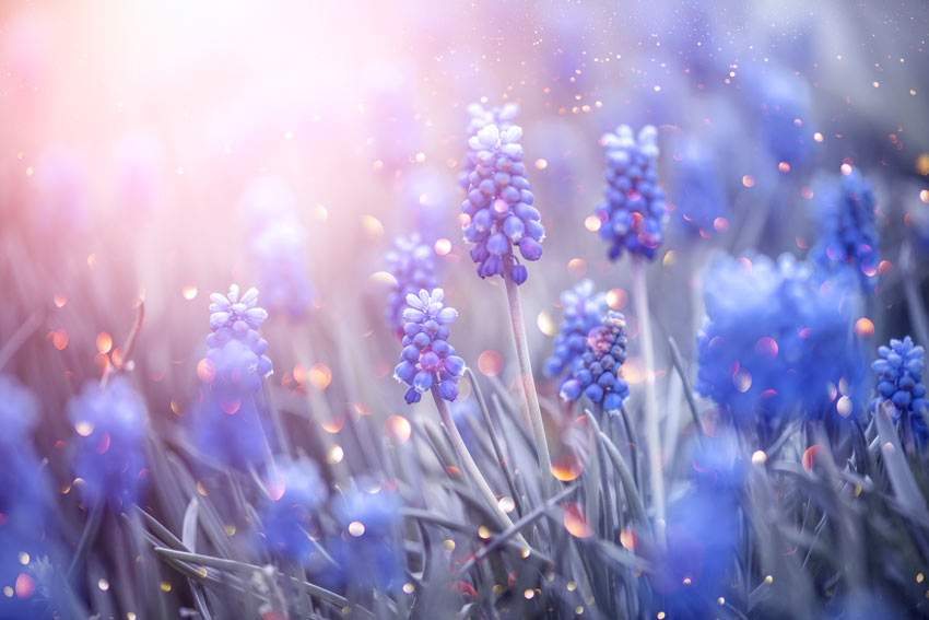 Muscari, fiori da piantare in autunno.