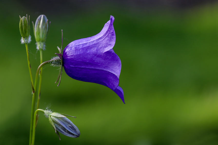 Campanule, un bel fiore autunnale.