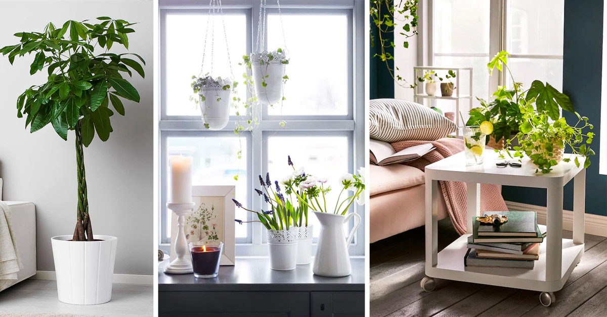 Decorare il soggiorno con piante IKEA.
