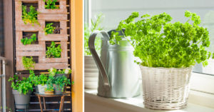 Piante aromatiche in casa: 10 belle ispirazioni da non perdere Piante aromatiche in casa