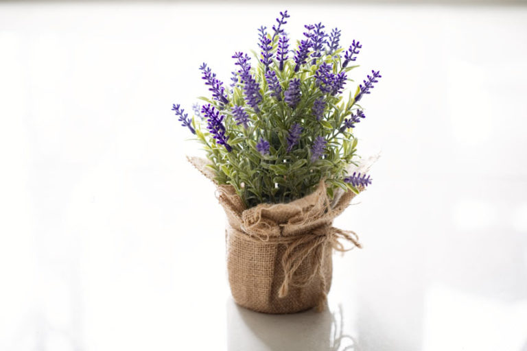 Pianta di lavanda in vaso coltivazione e idee per un tocco glamour in casa