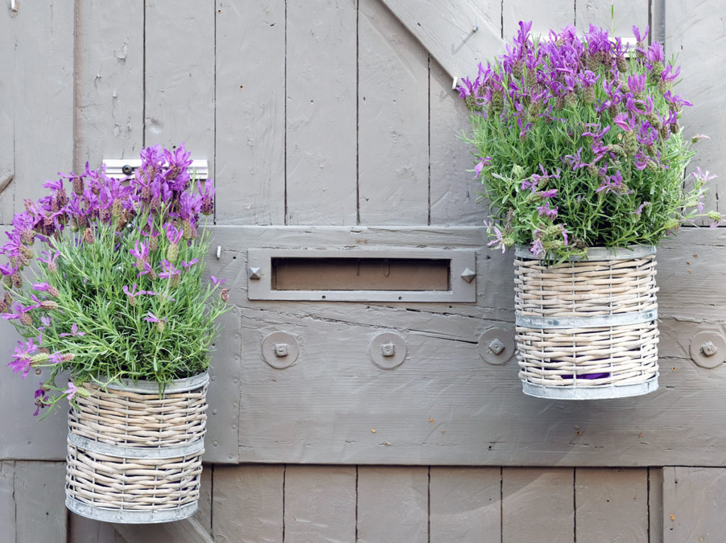 Pianta di lavanda in vaso coltivazione e idee per un tocco glamour in casa