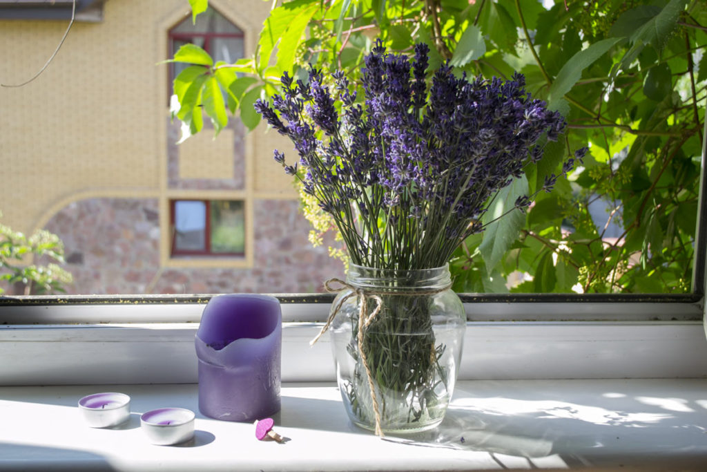 Pianta di lavanda in vaso coltivazione e idee per un tocco glamour in casa