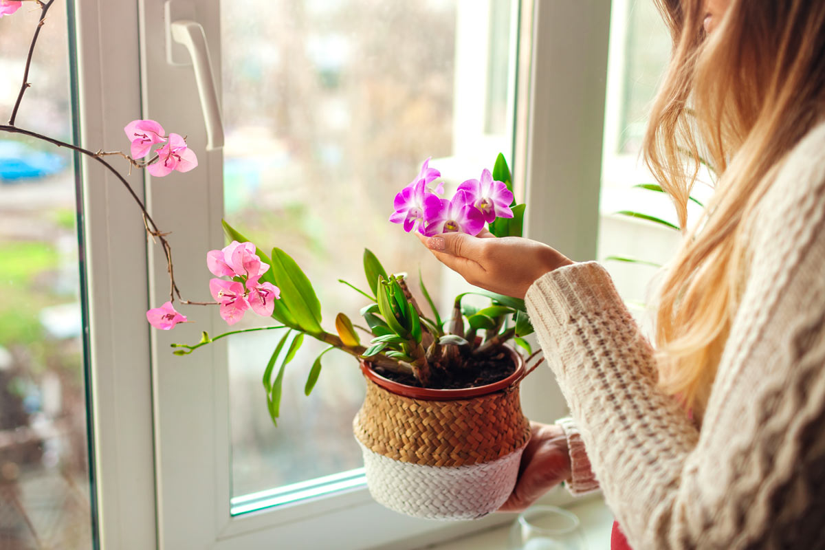 piante che assorbono umidità da tenere in casa