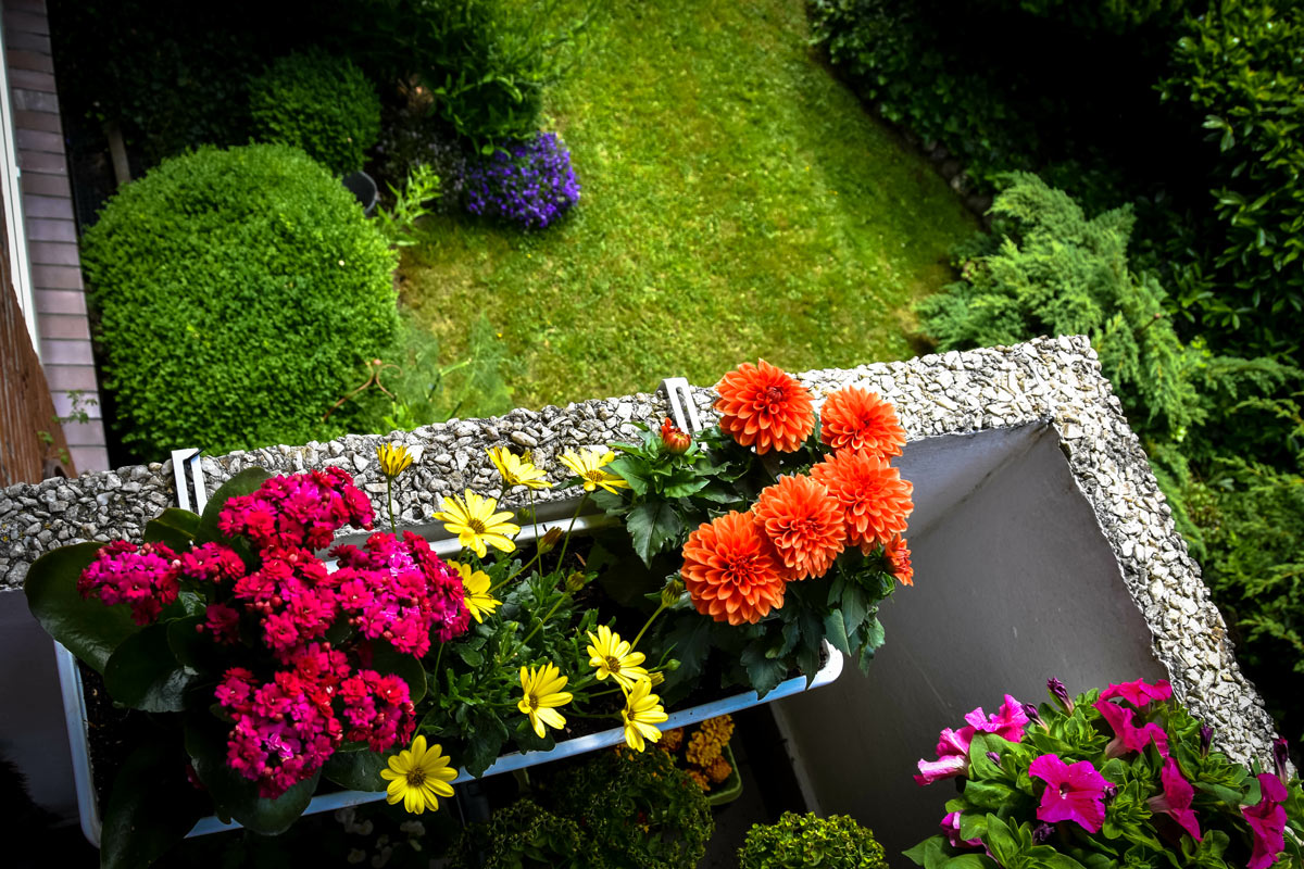 Scegliere i fiori da piantare per decorare terrazzo e giardino con l'arrivo del sole
