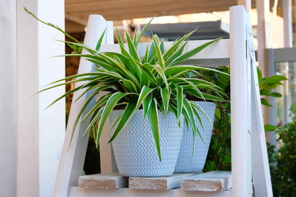 PIANTA DI RAGNO Simulata Clorofito Realistico Muro Fiori Sospeso EUR 12