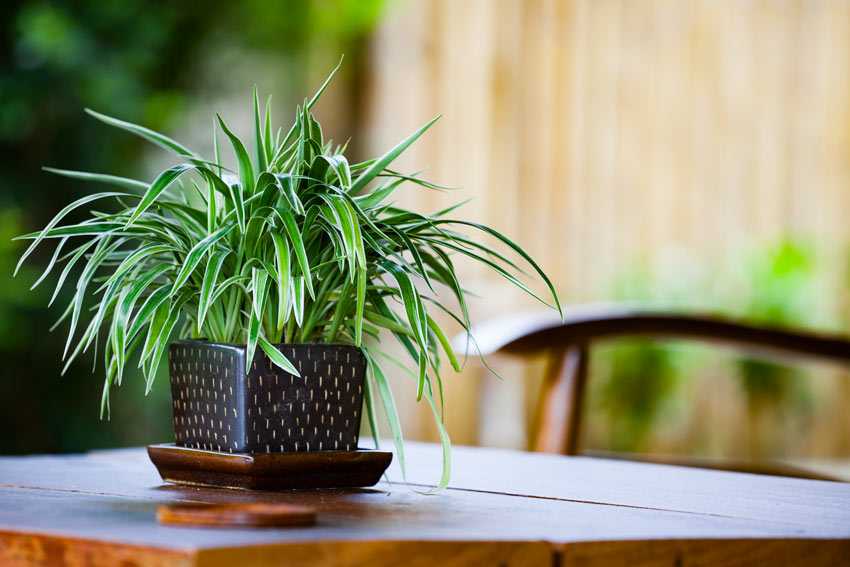 Pianta Artificiale Chlorophytum (Ragno) In Seta – 5 Teste Con Fiori – Verde Finto Per Casa