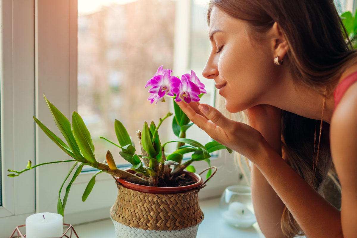 Piante da appartamento con fiori.