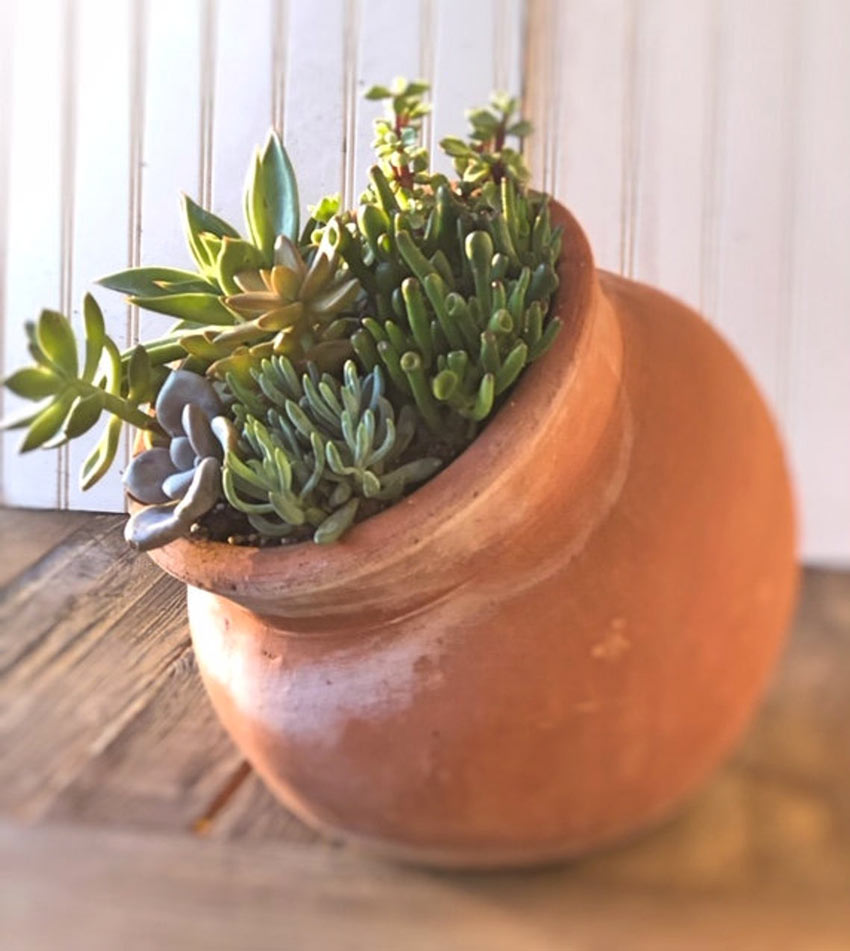 vaso di terracotta con piantine grasse