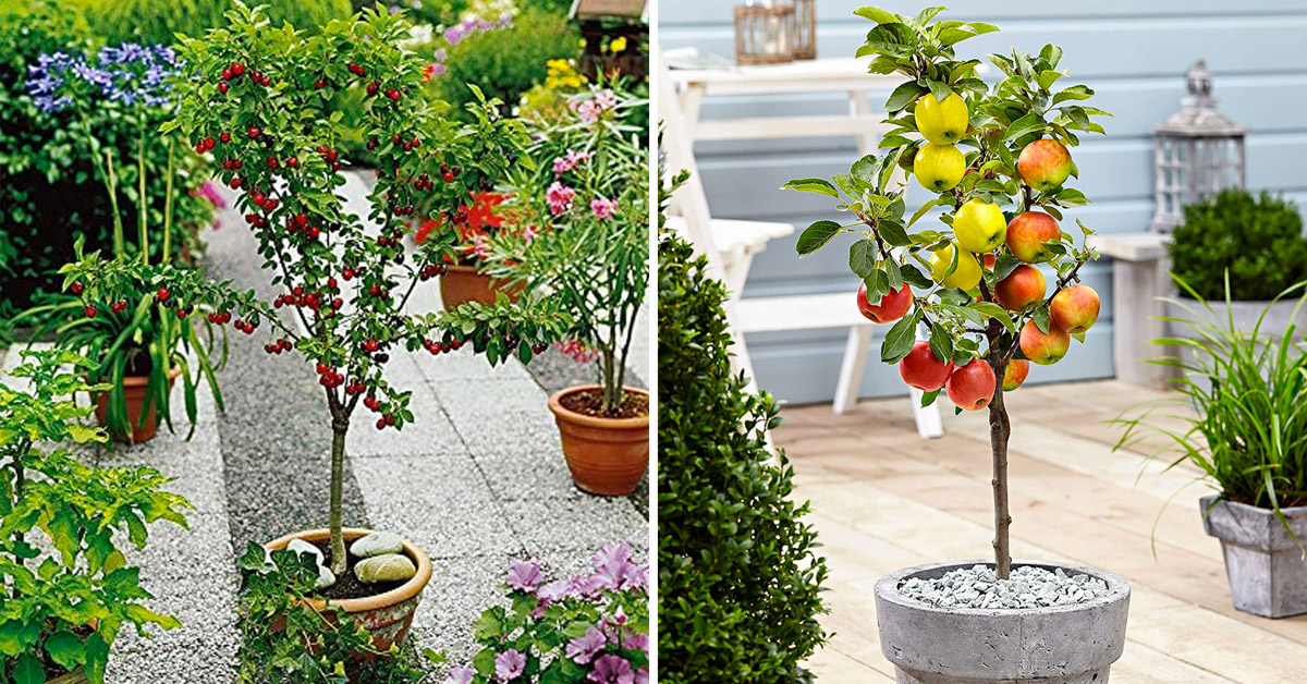 Frutta balcone terrazzo.