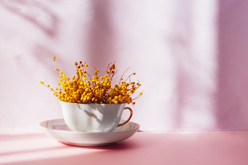 mimosa fai da te vaso in tazza