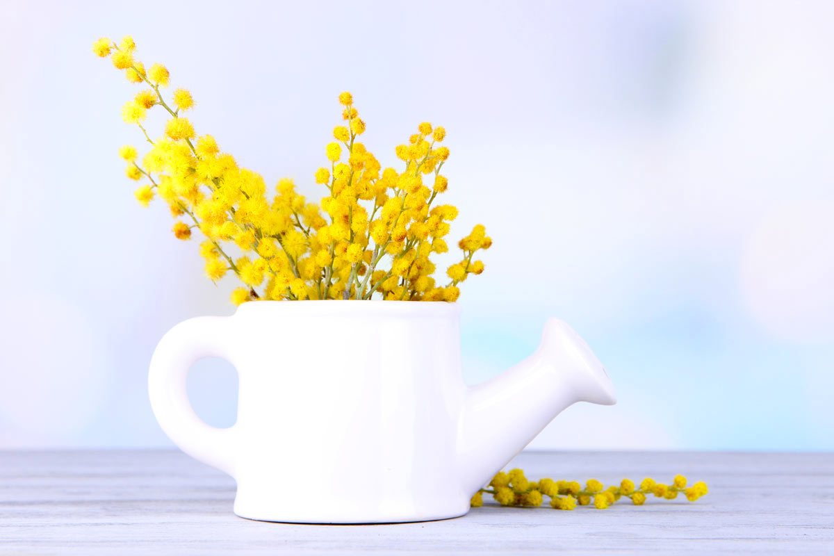 come abbellire casa con i rametti di mimosa