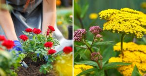 10 fiori perfetti per una splendida aiuola in primavera: lasciatevi ispirare fiori aiuola