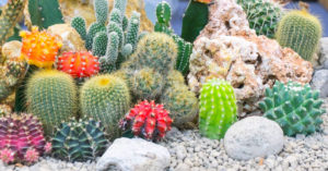 Aiuole con sassi e piante grasse: 10 ispirazioni per un giardino da sogno facile da curare pietre-e-piante-grasse-idee