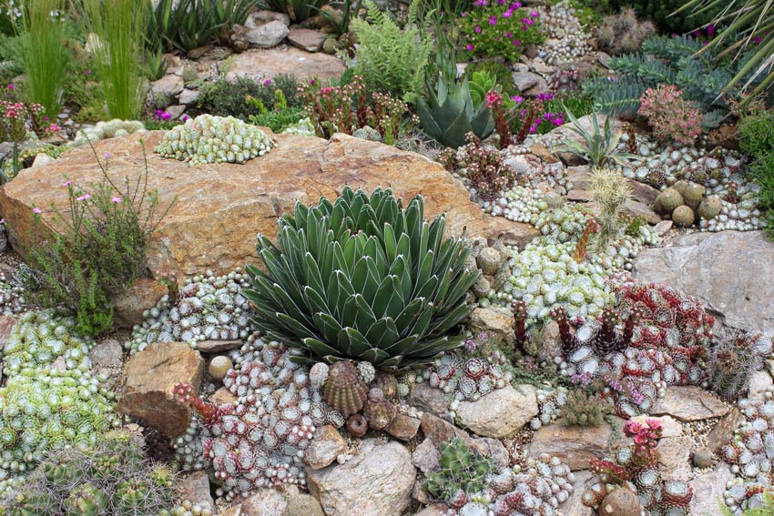 Giardino con aiuole con sassi e piante grasse.