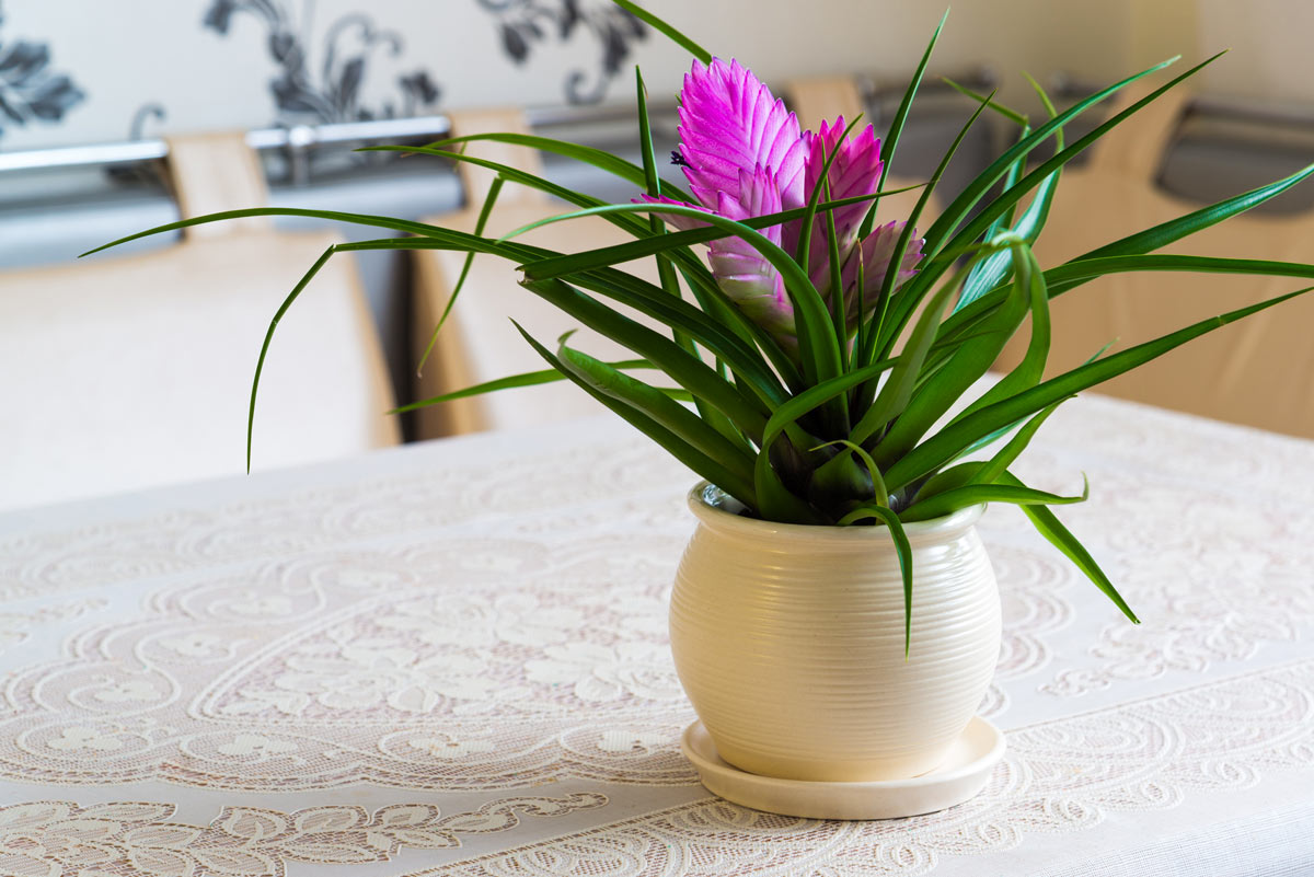 Tillandsia pianta.