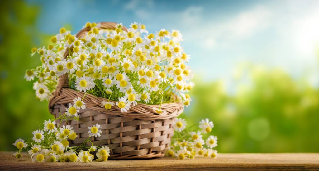 Bouquet da sposa di crisantemo immagini e fotografie stock ad alta risoluzione