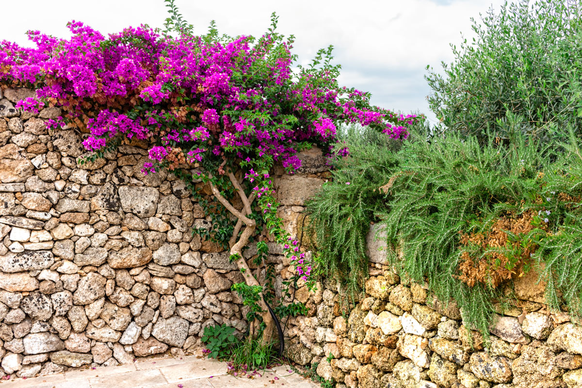 Bougainvillea giardino.