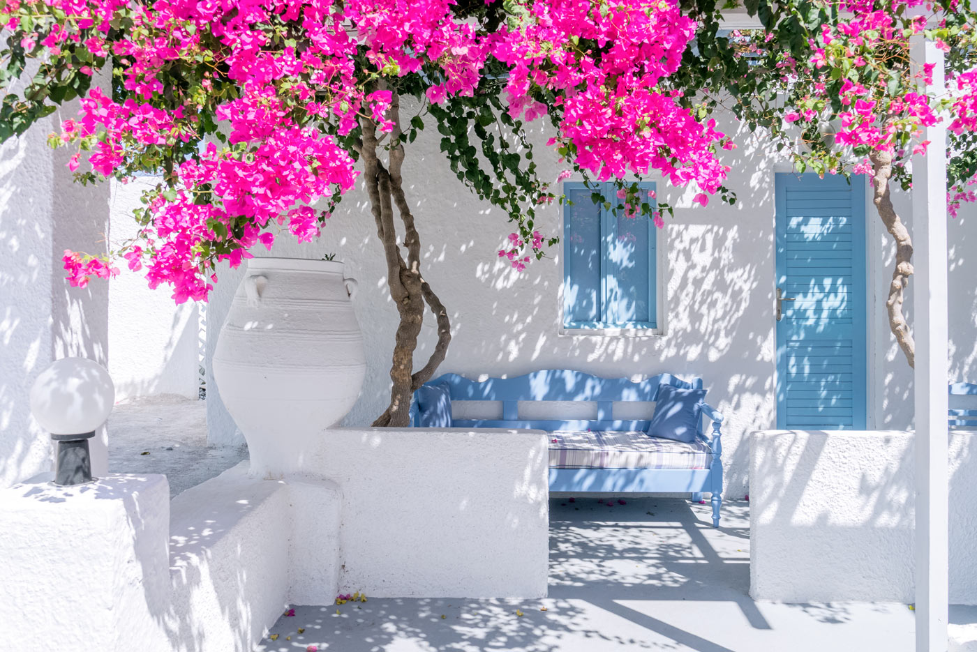 Bougainvillea giardino.