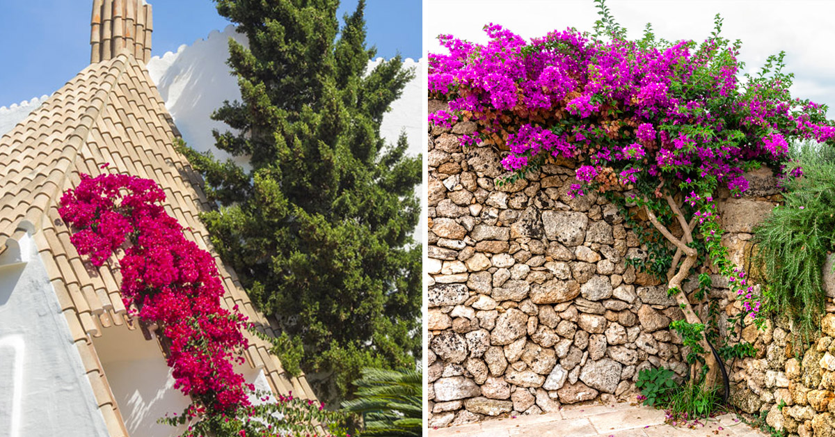 Bougainvillea giardino.