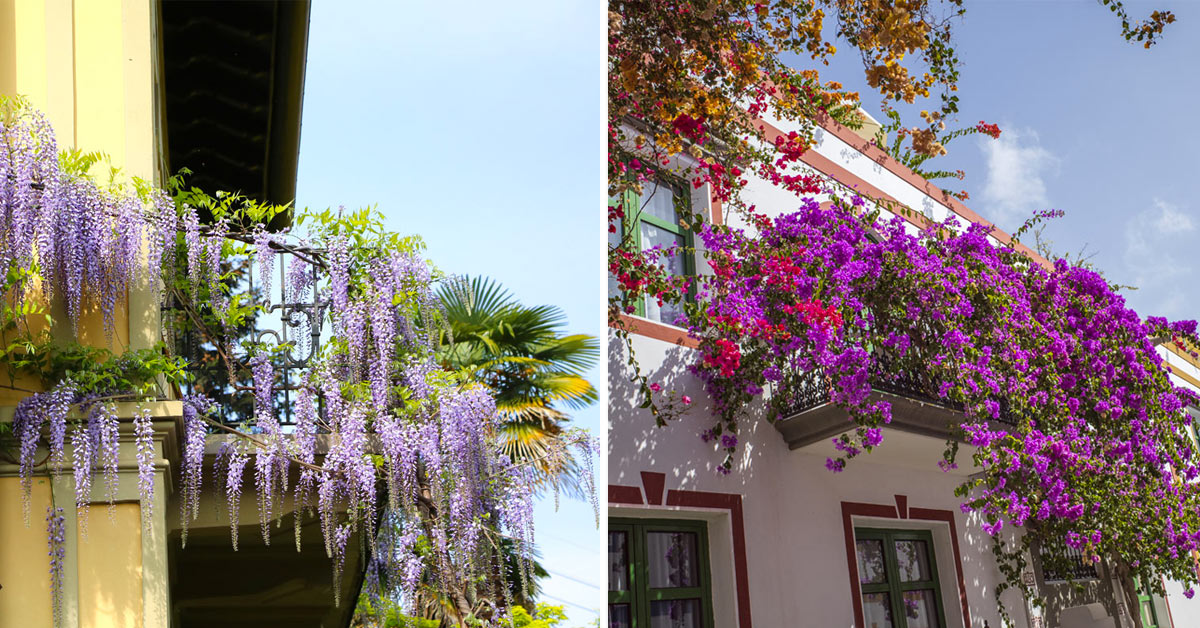 Balcone con piante rampicanti.