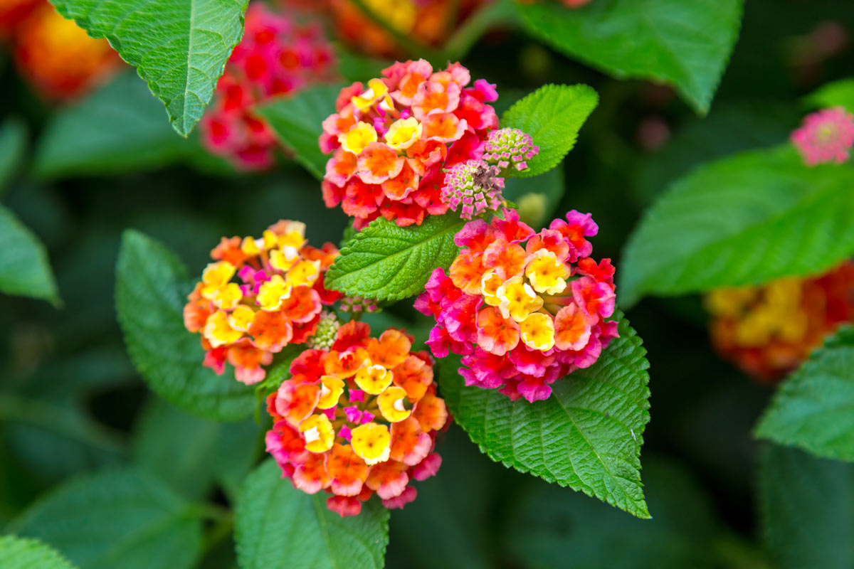 Fiori da balcone resistenti al sole "Lantana"