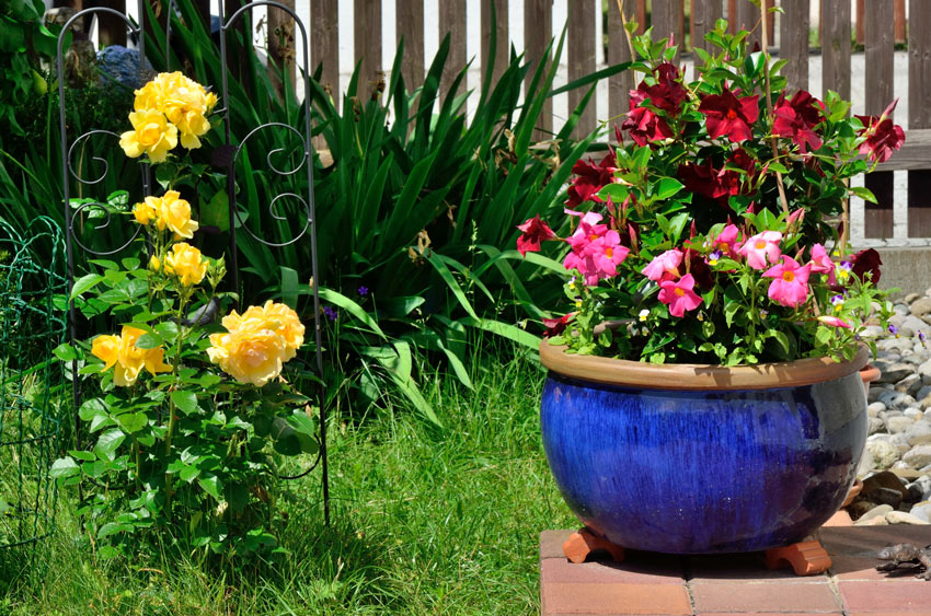 La Dipladenia, fiori da balcone resistenti al sole.