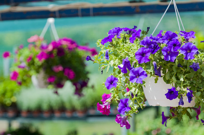 Surfinia, un fiore da balcone resistente al sole.