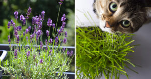 8 piante efficaci da tenere sul balcone per allontanare le zanzare Piante antizanzare.