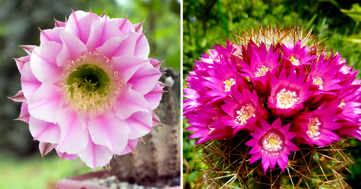 Piante grasse con fiori.