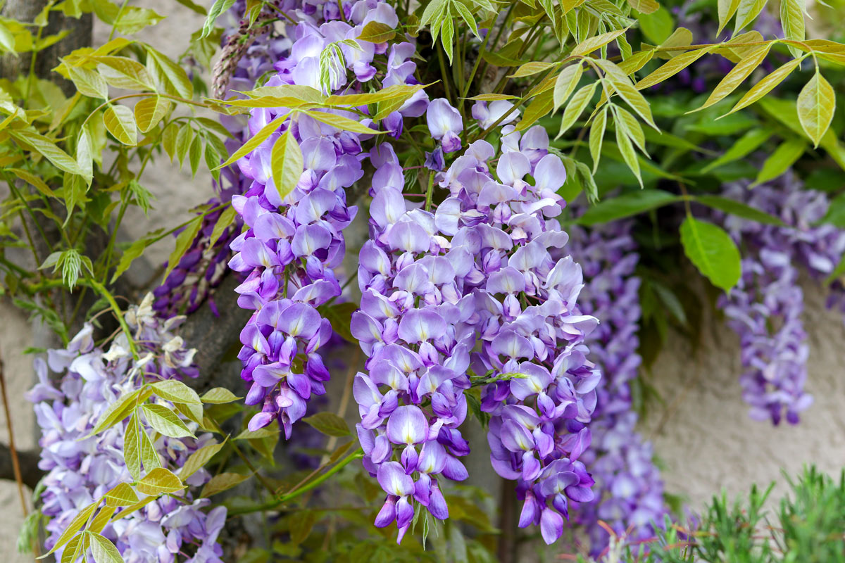 Il glicine, una pianta rampicante con fiori viola.