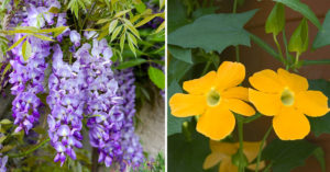 Le piante rampicanti con fiori: 7 bellissime varietà per un esterno a colori Specie di piante rampicanti con fiori.