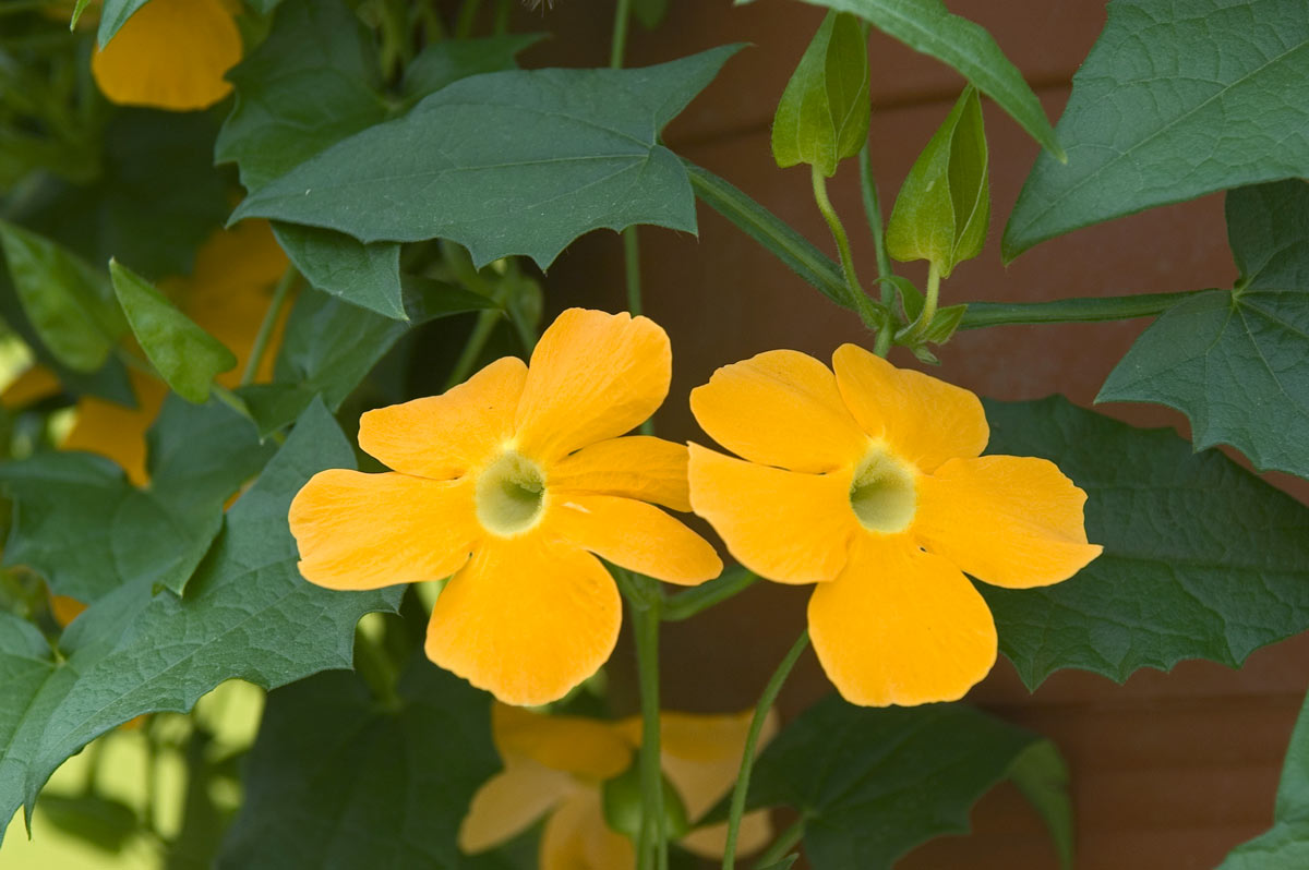 piante rampicanti con fiori gialli