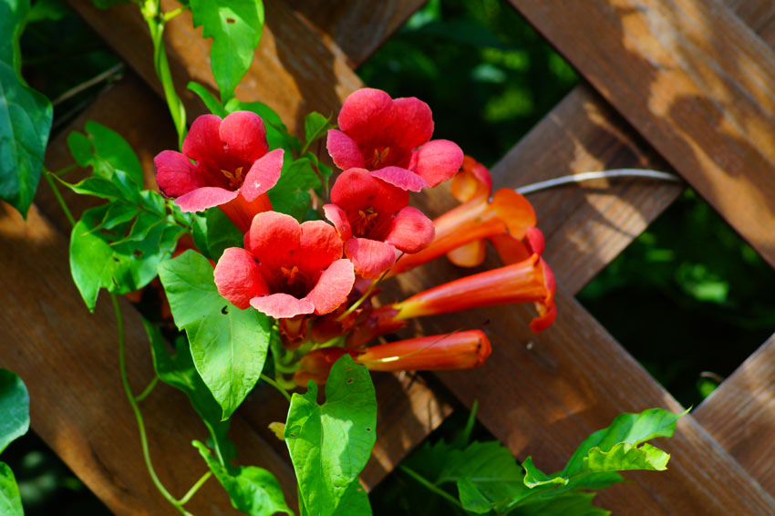 pianta rampicante con fiori rossi, la Bignonia