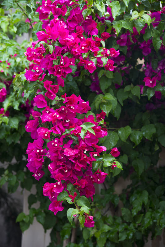 piante rampicanti con fiori fucsia