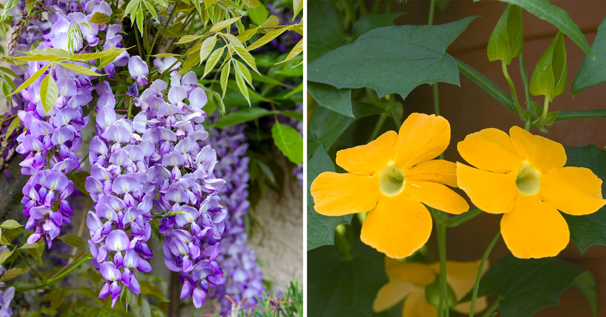 Specie di piante rampicanti con fiori.