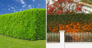 6 piante a crescita veloce per una siepe sempreverde in giardino: nomi e foto piante-siepe-crescita-veloce