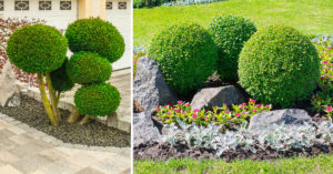 Tagliare siepe e cespugli in modo originale: 10 idee creative per un giardino particolare Siepe e cespugli originali in giardino.