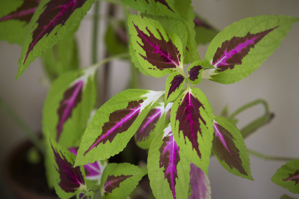 Coleus arcobaleno pianta.