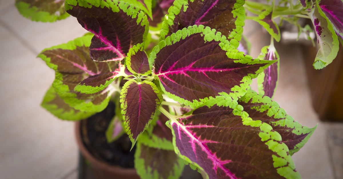 Coleus arcobaleno pianta.