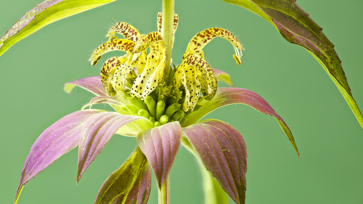 Monarda punctata pianta antizanzare.