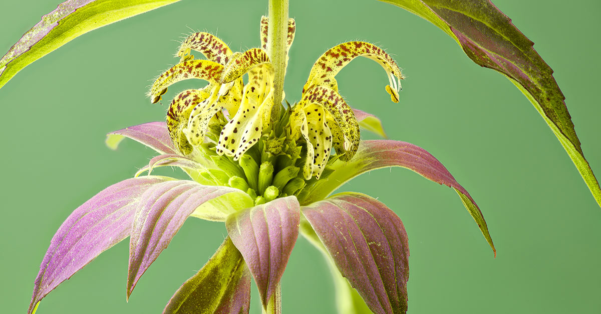 Monarda punctata pianta antizanzare.