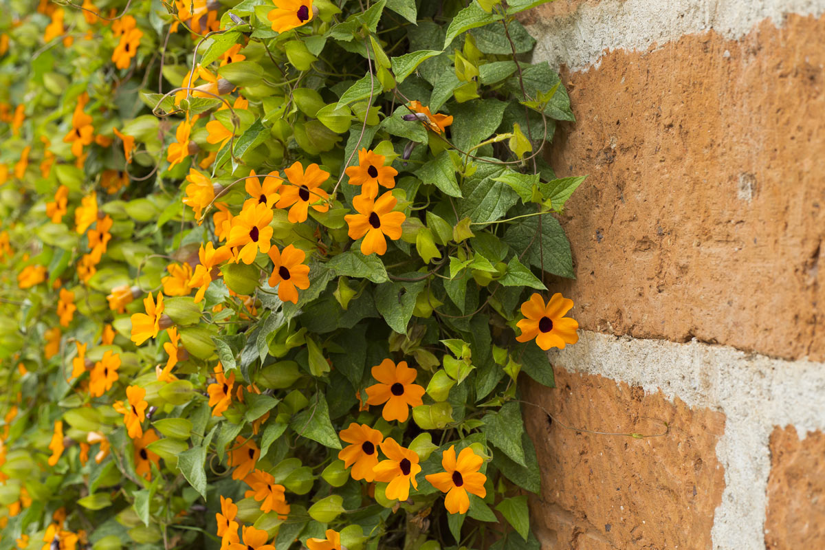 Thunbergia pianta rampicante.