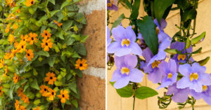 Ecco una bellissima varietà di pianta rampicante dai splendidi fiori colorati per decorare l'esterno: nome e foto Thunbergia pianta rampicante.